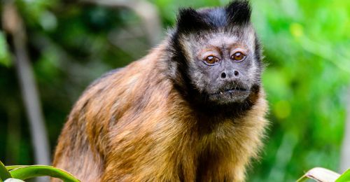 Animaux en Nouvelle-Zélande