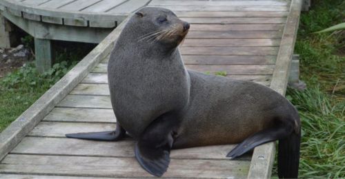 Kaikoura la sauvage et ses mammifères marins