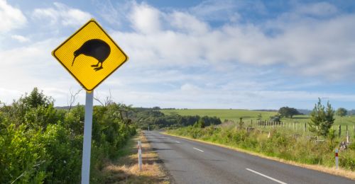 Kiwis, oiseaux de Nouvelle-Zélande