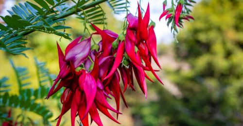 la-flore-en-nouvelle-zelande