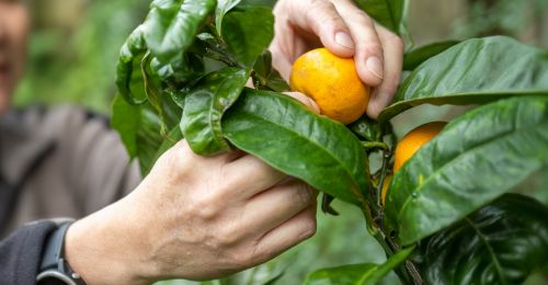 Le fruit-picking en Nouvelle-Zélande