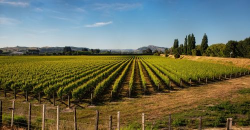 Liste de vignobles en Nouvelle-Zélande