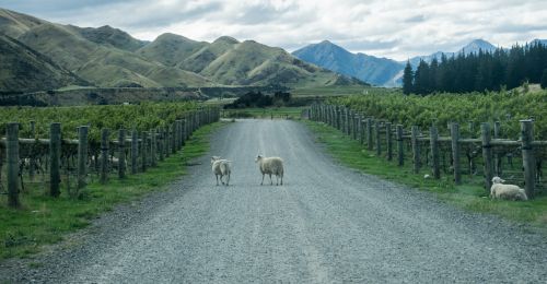 Marlborough, région en Nouvelle-Zélande