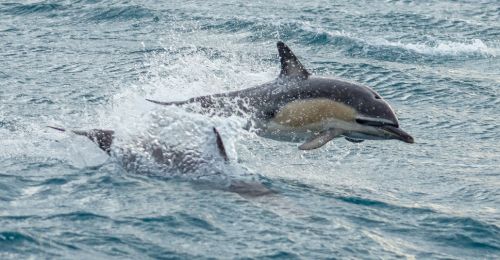 ou-voir-des-dauphins-en-nouvelle-zelande