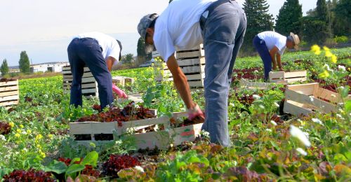 Wwoofing en Nouvelle-Zélande